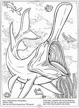 Dover Publications Paddlefish sketch template