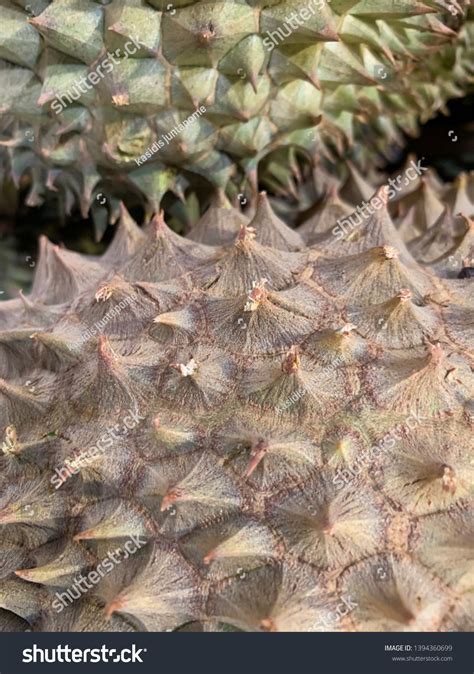 Background Texture Surface Durian Thorn Stock Photo 1394360699