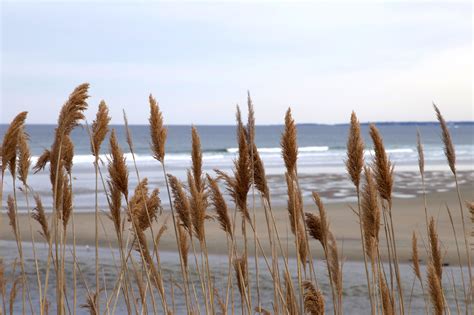 Free Picture Phragmites Australis Reed Plant Reed Grass Ocean