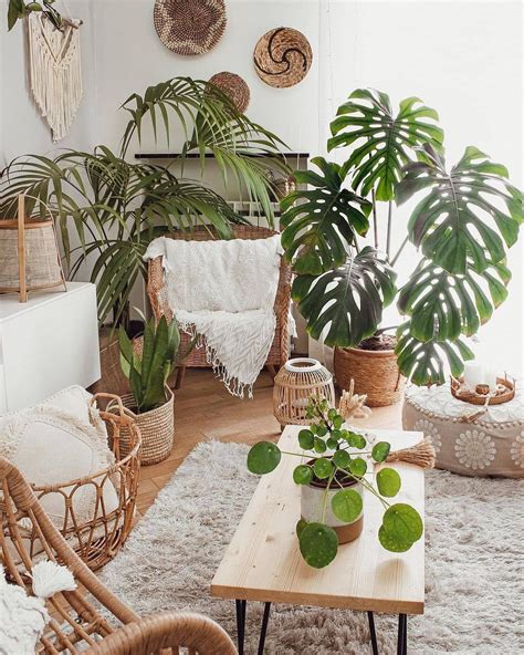 15 Beautiful Tall Indoor Plants For Living Rooms Living Room Plants