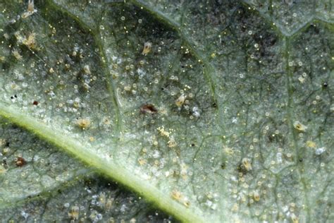 Honestly, mites are so tiny that you might be carrying them into your garden or indoor grow room yourself. Greenhouse Management - December 2018 - Battling ...
