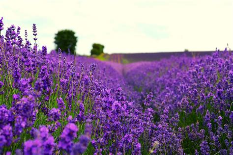 The Best Lavender Fields In The Uk 2023 And Where To Find Them