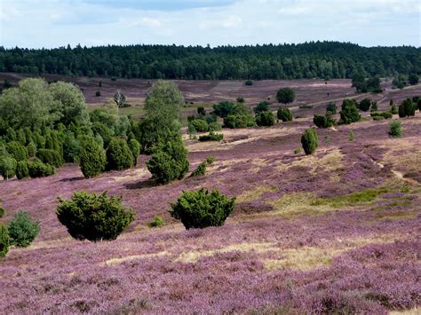Kräftiges lila von vielen millionen blüten, unterbrochen vom satten grün der wacholder und kiefern und das silbrige weiß der birken färben die ganze region. Die Lüneburger Heide blüht - 59plus