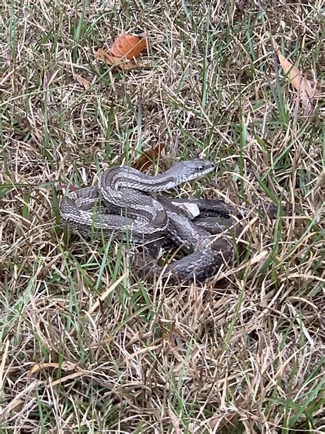 Very shortly after we put in the tennessee, and flows south into madison county, alabama before flowing through limestone. What kind of snake is this? Found in South Alabama ...