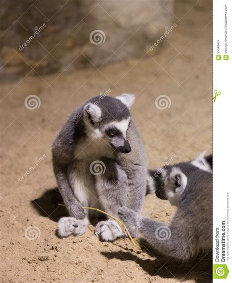 Lemur Funny Animal Mammal Madagascar Stock Image Image Of Animals