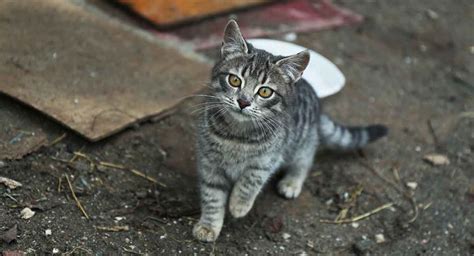 Feral Cat Your Guide To The Cats That Fear People