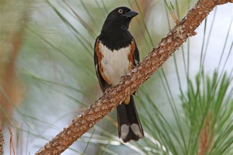 White Eyed Eastern Towhee Zoology Division Of Birds