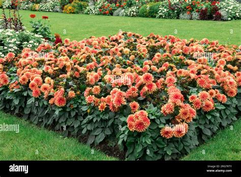 Dahlia Dwarf Double Opera Dahlias Bedding Plants Garden Flower Bed