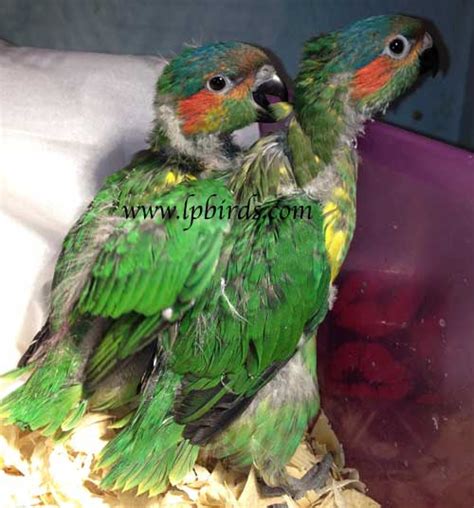 Baby Exotic Birds For Sale