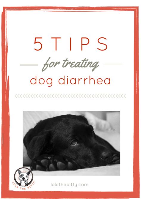 Dog Diarrhea World Of Pets