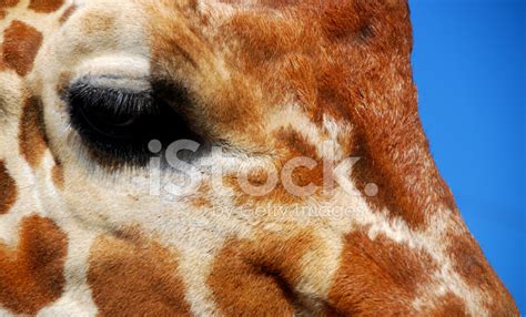 Pretty Giraffe Eye Stock Photo Royalty Free Freeimages