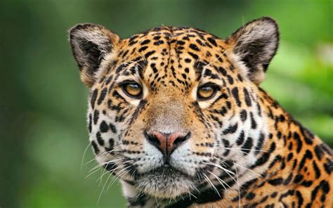 Amazon rainforest animals tropical rainforest food web. Jaguar of the tropical rainforest wallpaper | 2560x1600 ...