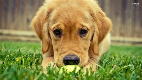 Look at pictures of golden retriever puppies who need a home. Free Golden Retriever Puppy Wallpaper - WallpaperSafari