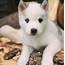 Funny All White Siberian Husky Puppies For Sale  L2sanpiero