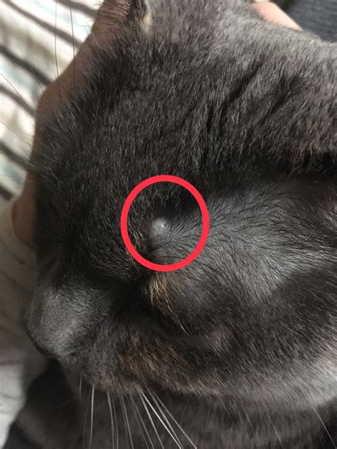My Cat Has This Little Bump Looks Like A Pimplecyst Anyone Have Experience With This Is It A