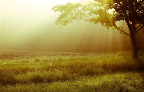 Wallpaper Greens Grass Leaves The Sun Light Trees Landscape