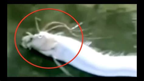 Baby Dragon Caught On Tape Debunked Youtube