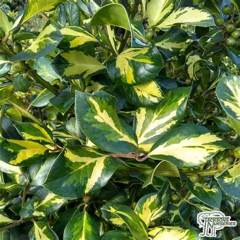 Their leaves are not even blue, for starters. Buy Ilex x altaclerensis Lawsoniana (Holly) in the UK
