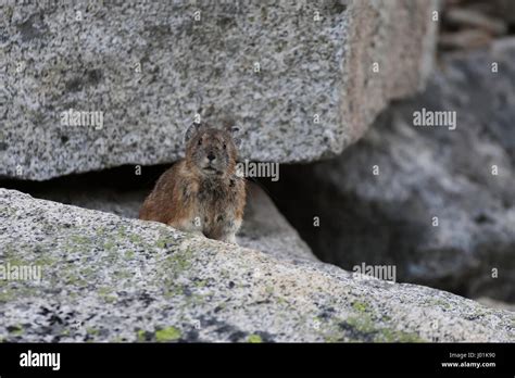 Mount Rainier National Park Wildlife Hi Res Stock Photography And