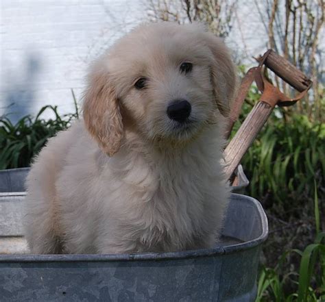 They are a cross between a golden retriever & a poodle. Goldendoodle Puppies for Sale