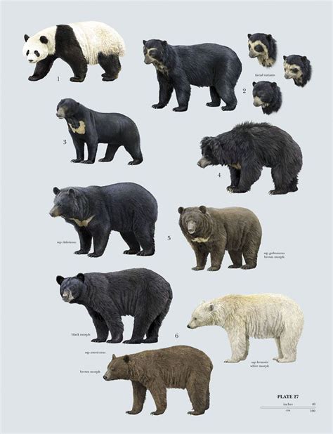Bear Species Infograph Chart Poster Awesome Bears
