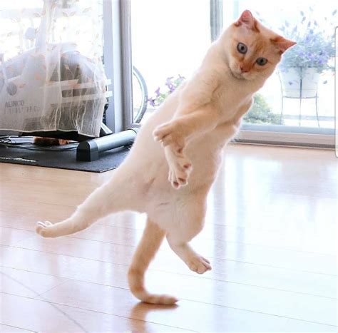 Cat Yoga Ranimalsbeingderps