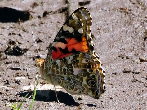 These Butterflies Have The Longest Known Migration Route Geography Realm