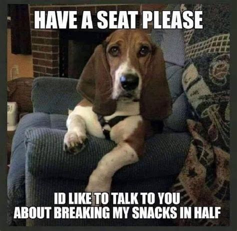 Pin By Amy Glick On Kewl Too Funny Photos Cute Beagles Beagle