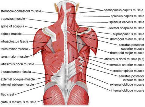 Back Muscles Diagram Female Back Muscles Anatomy Of Upper Middle