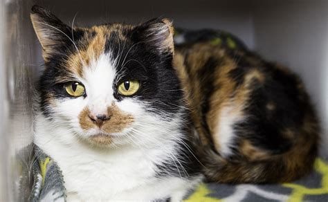 Early in life, littermates exchange scents to recognize each other should. Dane County Humane Society | Cat Colors