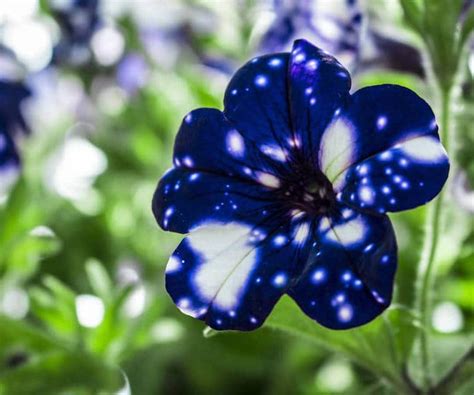 Night Sky Petunia Has Petals That Look Like Theyre Dotted With Stars