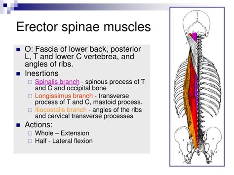 Ppt Muscles Of The Spinal Column Powerpoint Presentation Free