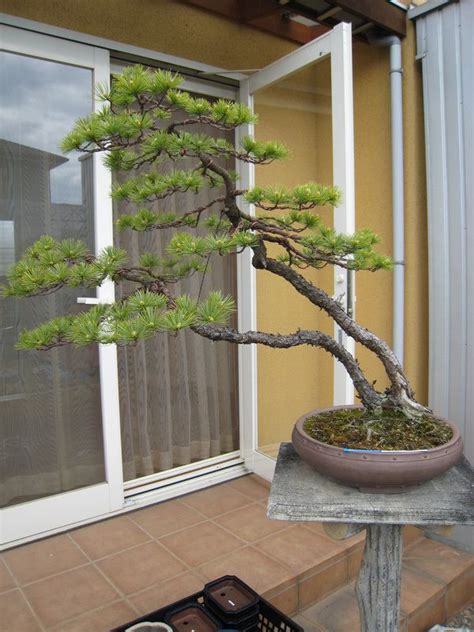 This is as beautiful as i hoped it would be. 33 best Multi trunk bonsai images on Pinterest | Bonsai ...