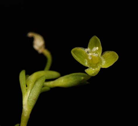 Sagina Procumbens Subsp Procumbens Plants Of The World Online Kew