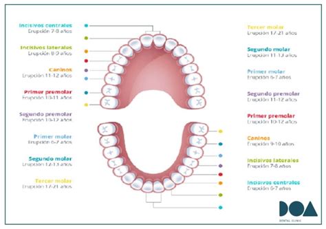 ¿a Qué Edad Salen Los Dientes Doa Dental Clinic