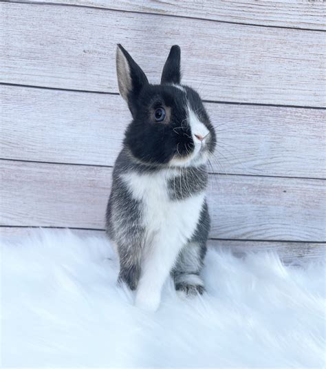 Netherland Dwarf Rabbit Rabbits For Sale Santa Ana Ca 507483
