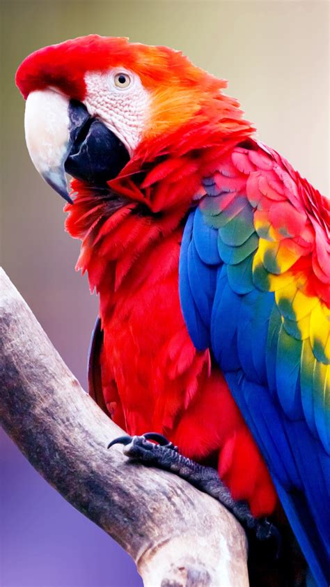 Macaw Parrot 4k Wallpapers Hd Wallpapers Id 26721