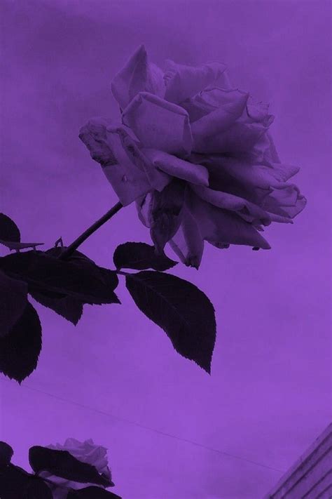 Aesthetic Deep Purple Lavender Violet Aesthetic Photo Wall Etsy