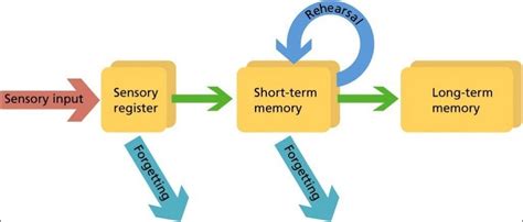 How Are Memories Stored And Retrieved Science Abc