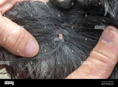 Tick Embedded Into Skin Of Dog Stock Photo Alamy