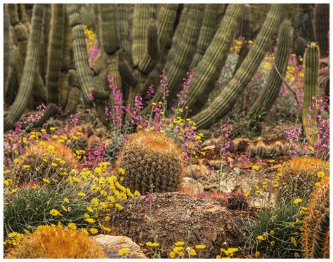 Az So Desert Museum 11 2018 Cactus Garden The Cactus Gar Flickr
