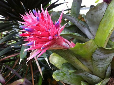 Bromeliad Plant Types With Pictures And Basic Care Requirements