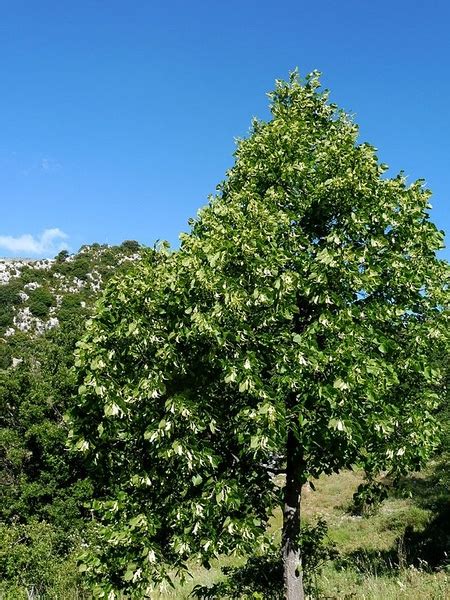 Tilia Cordata Little Leaf Linden Littleleaf Linden Small Leaf Lime