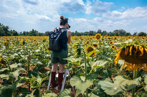 Sunflower Fields At Mckee Beshers In Maryland 2023 Guide