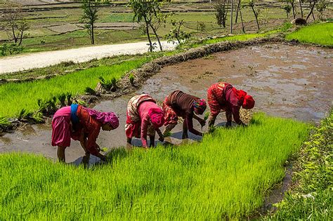 Nepali Women Transplanting Rice Seedings Nepal