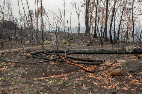 Australian Bushfire Aftermath Burnt Eucalyptus Trees And Gas Bottle