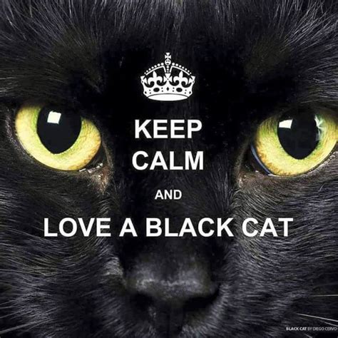 Manten La Calma Y Ama A Los Gatitos Negros Kittens Cutest Cats And