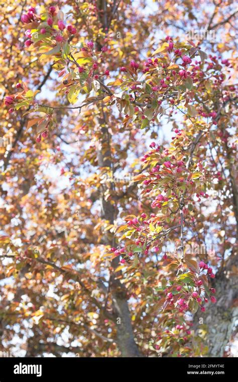 Malus Red Splendor Crabapple Tree Stock Photo Alamy
