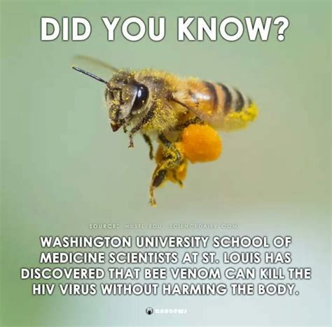 Save The Bees 9gag