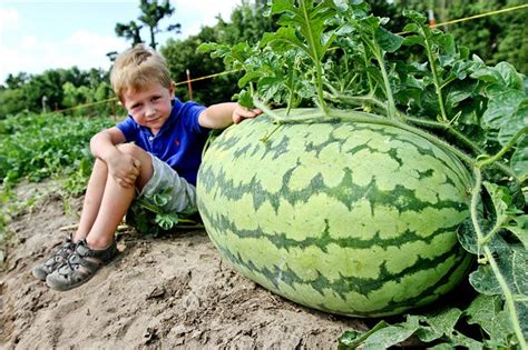 Farmers Focus On Small Seedless Watermelons The New York Times
